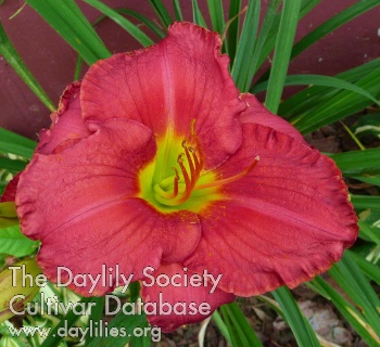 Daylily Kissed Off