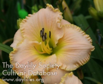 Daylily Knoll Cottage Slow Kisses