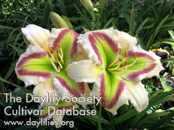 Daylily Kryptonite