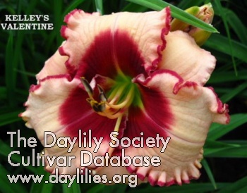 Daylily Kelley's Valentine