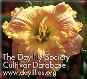 Daylily Kelley's Yellow Dress