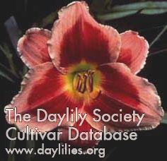 Daylily Key to My Heart