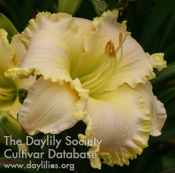 Daylily Knoll Cottage Tender Kisses
