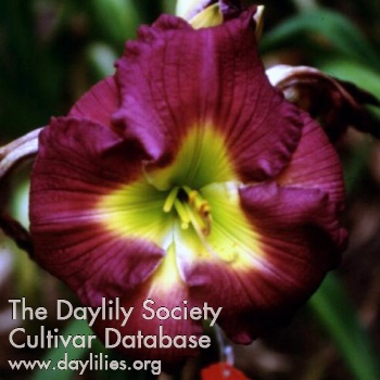 Daylily Lavender Lust