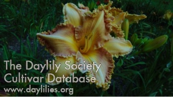 Daylily Labelle Orféline