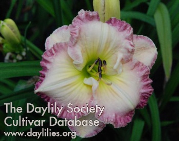 Daylily Lacey Lavender