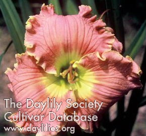 Daylily Lacey Dream