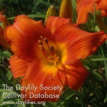 Daylily Lacquered Urn