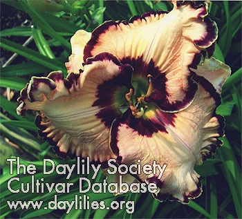 Daylily Lacy Lucy