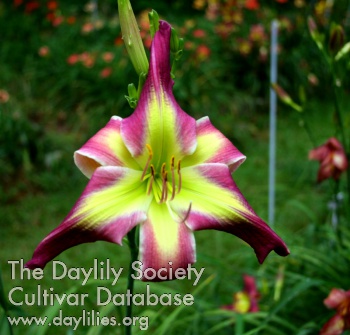 Daylily Ladies from Willow Rock
