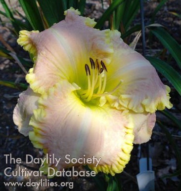 Daylily Ladies First