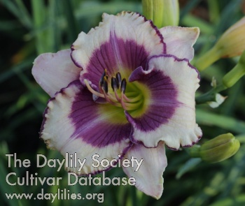 Daylily Lakelet Cricket Song