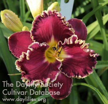 Daylily Lakelet Blame the Buzz