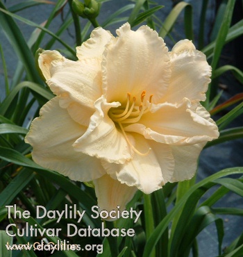 Daylily Land of Cotton