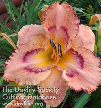 Daylily Larry McNamee, MD