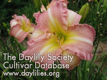 Daylily Last Chance for Romance
