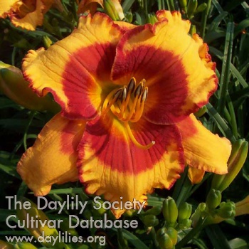 Daylily Last Fool Standing