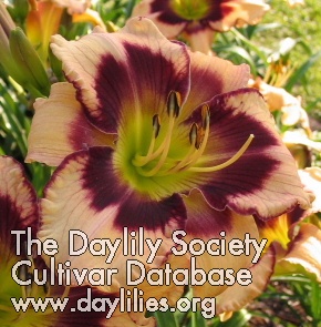Daylily Last Frontier