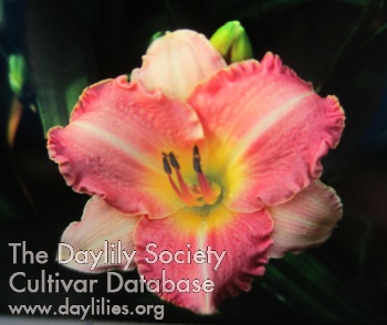 Daylily Late Again