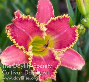 Daylily Later Satyr