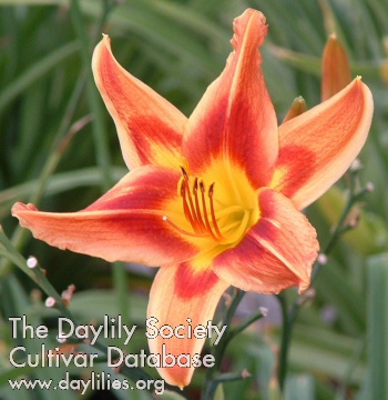 Daylily Laughing Clown
