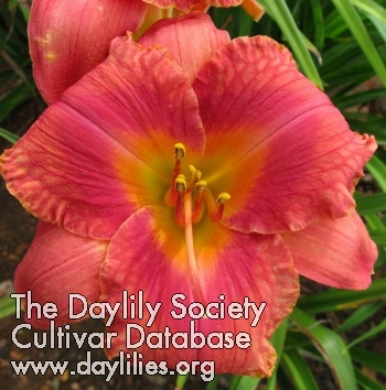Daylily Laureate