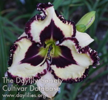 Daylily Laurelwood's Eye of the Shadow