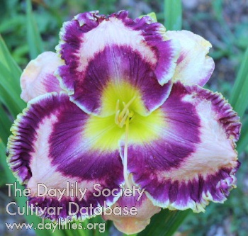 Daylily Laurelwood's Holy Moly