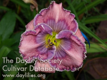 Daylily Lavender Baubles