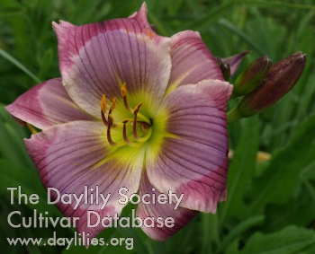 Daylily Lavender Ghost