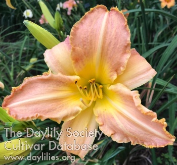 Daylily Lavender Thistle