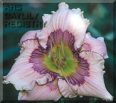 Daylily Lavender Concentrate