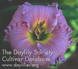 Daylily Lavender Dusk