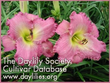 Daylily Lavender Loveliness