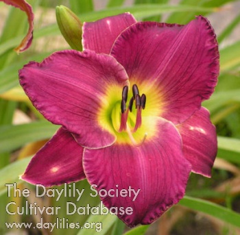 Daylily Law and Order