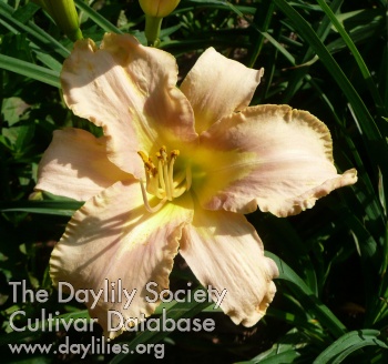 Daylily Leading the Way