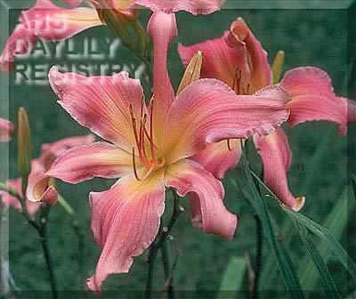 Daylily Leaping Lox