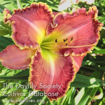 Daylily Learn to Love