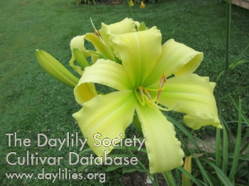 Daylily Lemon Lime Sparkler