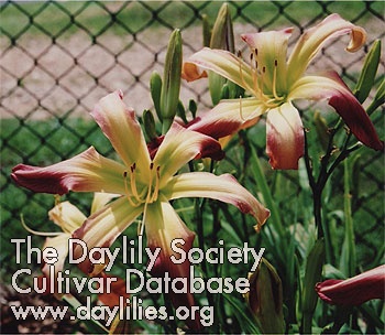 Daylily Lend Me Your Comb