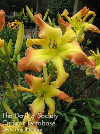 Daylily Less is Best