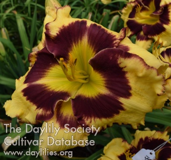 Daylily Let Love Grow