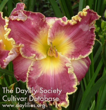 Daylily Lifting Me Higher