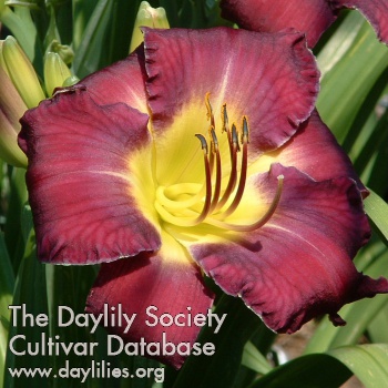 Daylily Lilac Jewel