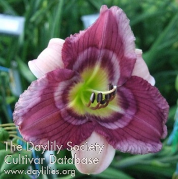 Daylily Lillian's Can't Beat This