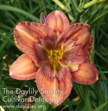 Daylily Lillian's Hot and Spicy