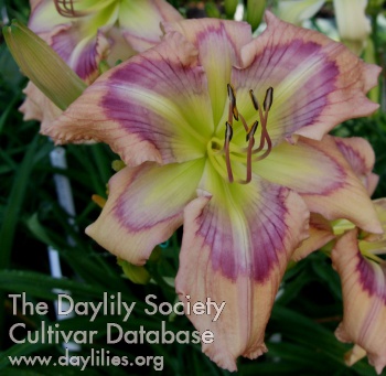 Daylily Lillian's Legends and Lies