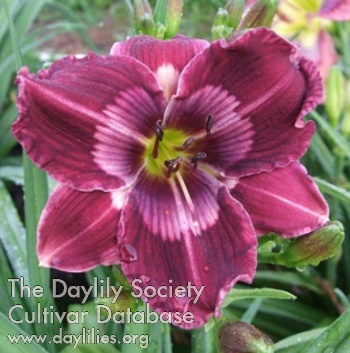 Daylily Lillian's Purple Perfection