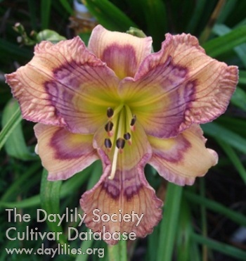 Daylily Lillian's Shaking and Quaking
