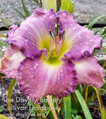 Daylily Lily Farm Dreaming in Lavender